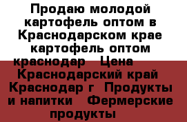 Продаю молодой картофель оптом в Краснодарском крае,картофель оптом краснодар › Цена ­ 15 - Краснодарский край, Краснодар г. Продукты и напитки » Фермерские продукты   